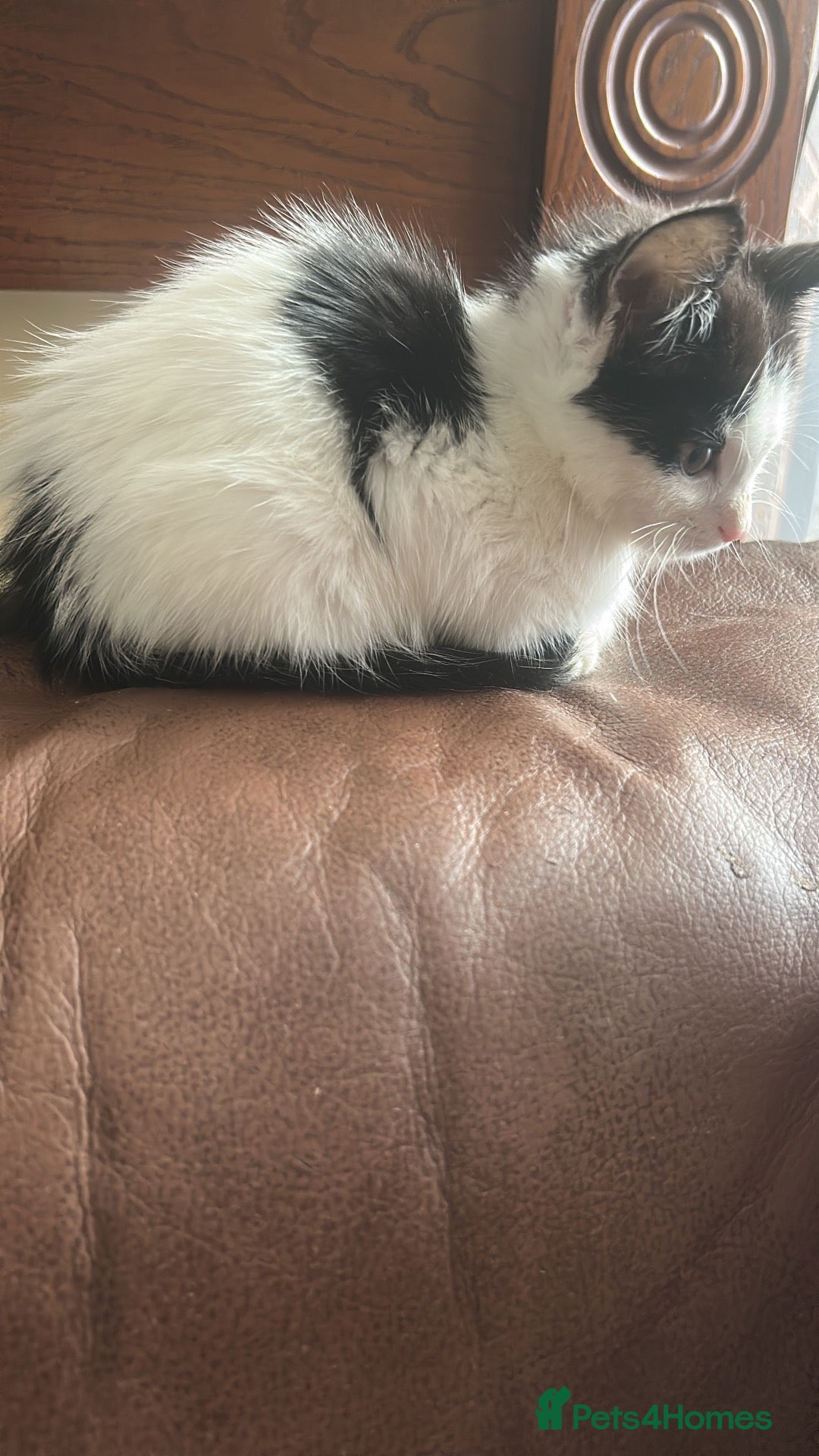 Mixed Breed cats 3 boys available 2 girls gone  - Advert 4