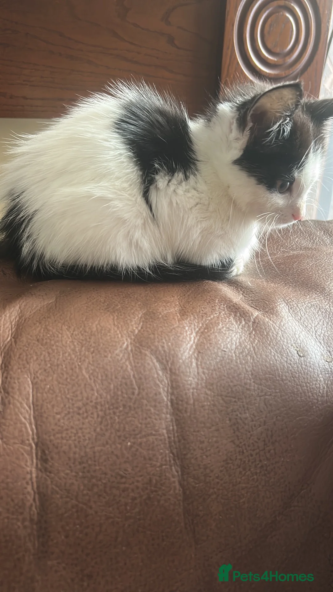 Mixed Breed cats for sale: 3 boys available 2 girls gone  - Advert 1