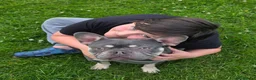French Bulldog dogs for sale: Diego in Manchester - Advert 3
