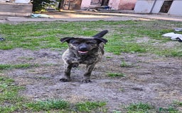 Mixed Breed dogs for adoption: 💖🐶 DANA 🐶💖 - Image 8