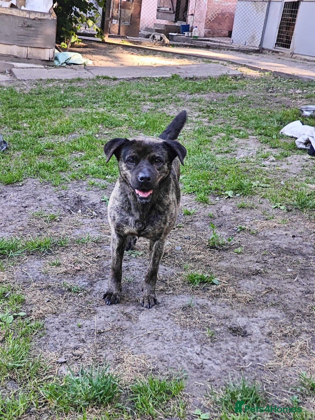 Mixed Breed dogs for adoption: 💖🐶 DANA 🐶💖 - Image 8