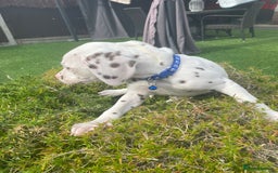 Dalmatian dogs for sale: Stunning litter of 6 Dalmatian puppies  - Image 8