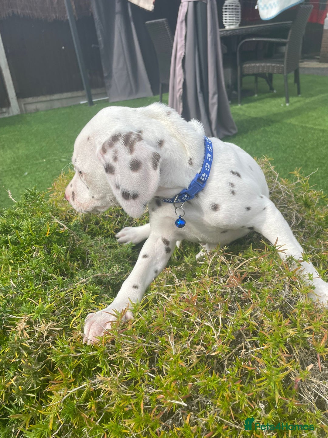 Dalmatian dogs for sale: Stunning litter of 6 Dalmatian puppies  - Image 8