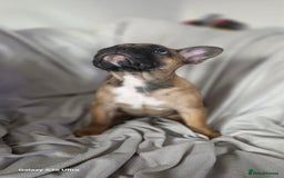French Bulldog dogs for sale: French bulldog  - Image 12