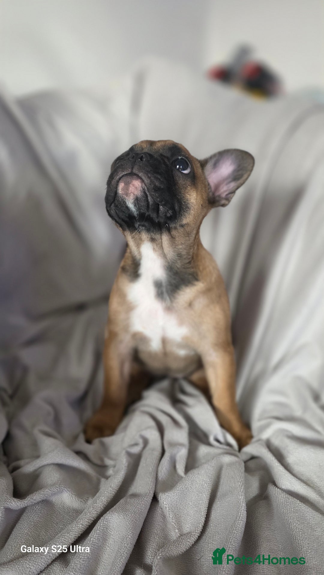 French Bulldog dogs for sale: French bulldog  - Image 12