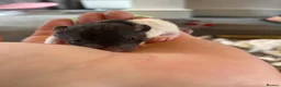 Rat rodents for sale: Baby rats ready NOW  - Advert 6