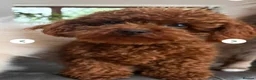 Cavapoo dogs for sale: Stunning Micro Asian Poodle x Cavapoo F1B puppies - Advert 31