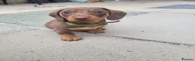 Miniature Dachshund 3