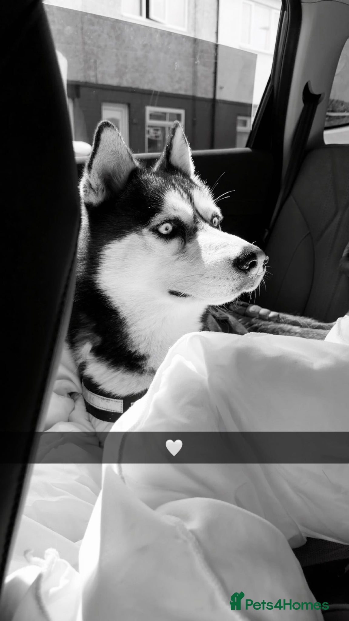 Siberian Husky dogs Siberian husky  - Advert 6