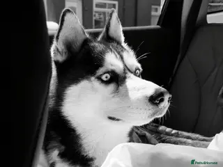 Siberian Husky dogs Siberian husky - Advert 6