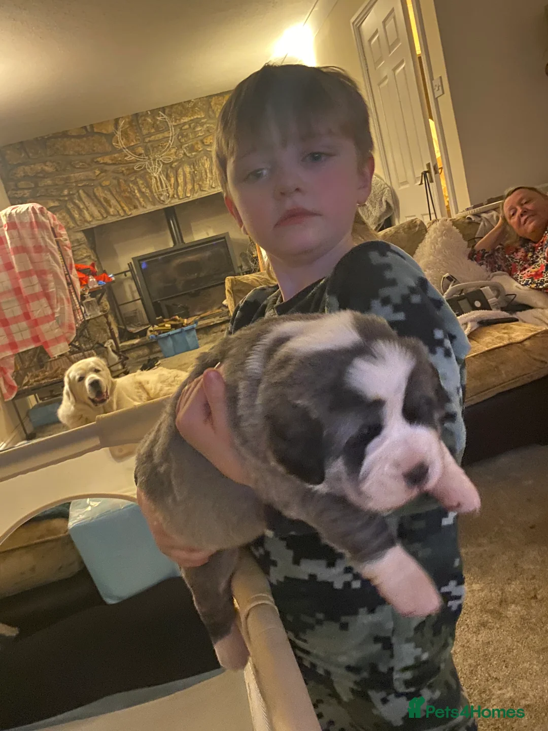 Central Asian Shepherd dogs for sale: Central Asian bitch  in Brynteg - Advert 2