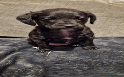 Chipoo dogs for sale: Poodle cross chihuahua puppies  - Advert 8