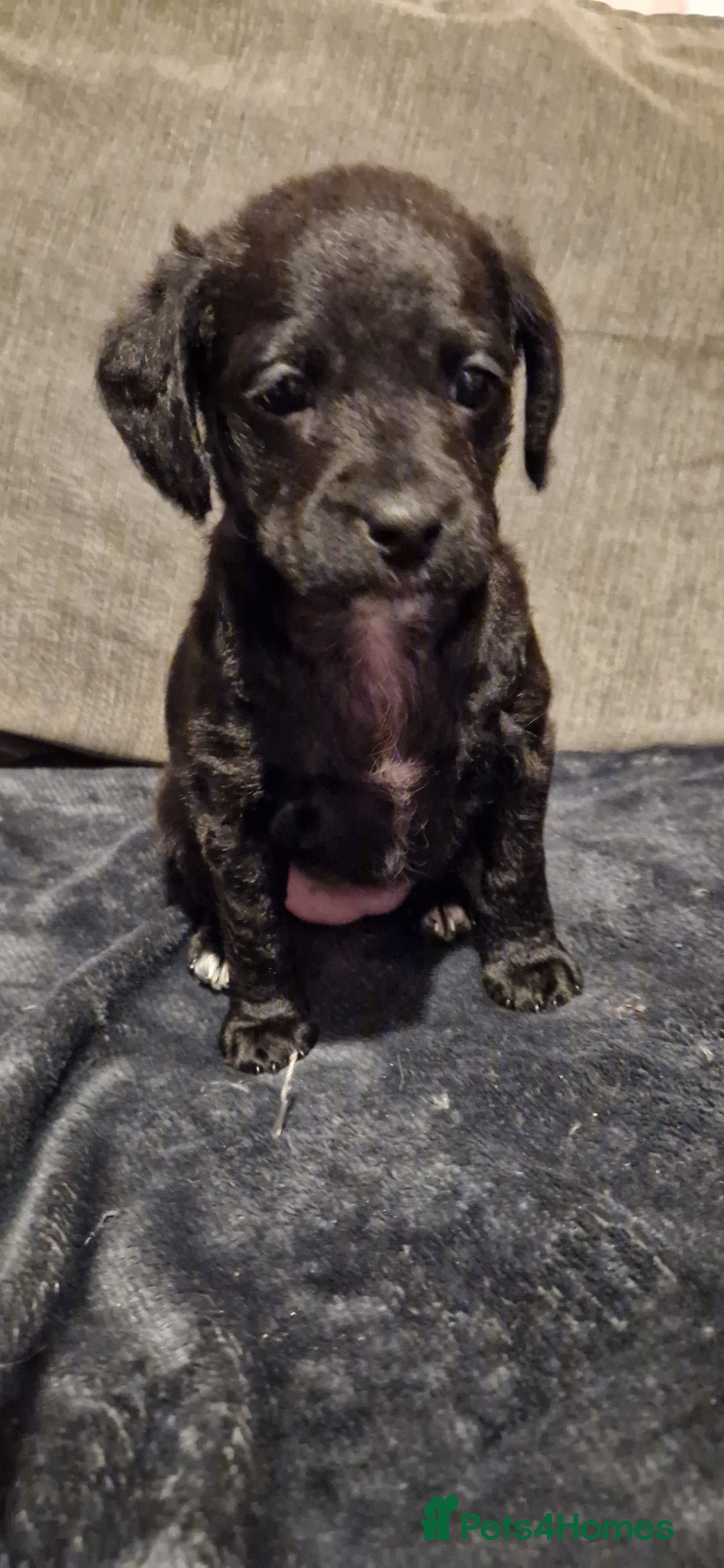 Chipoo dogs for sale: Poodle cross chihuahua puppies  - Advert 8