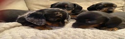 Miniature Dachshund dogs for sale: Smooth Mini Dachshund Pups ready for loving homes - Advert 9