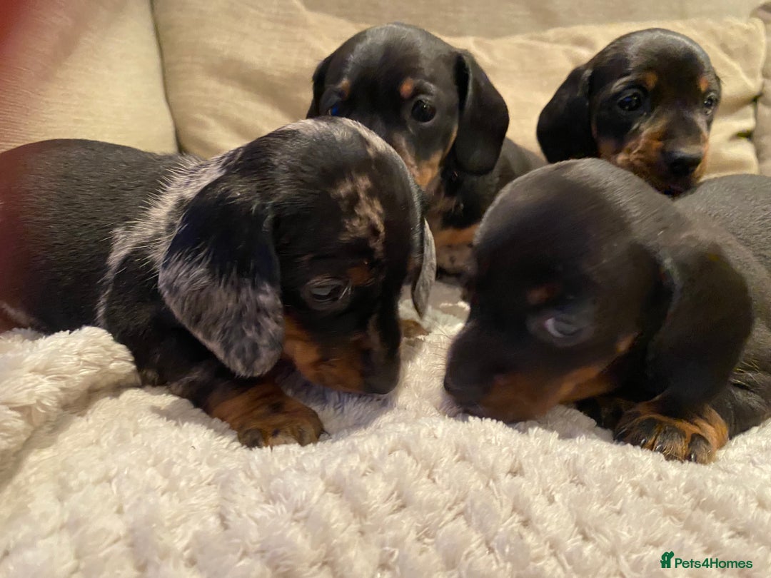 Miniature Dachshund dogs for sale: Smooth Mini Dachshund Pups ready for loving homes - Advert 9