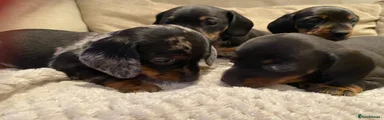 Miniature Dachshund Puppy 4