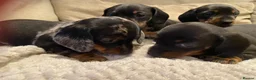 Miniature Dachshund dogs for sale: Smooth Mini Dachshund Pups ready for loving homes - Advert 9