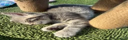 Mixed Breed cats for sale: Gorgeous Grey / Blue Girls  - Advert 11