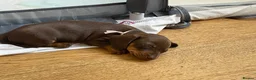 Miniature Dachshund dogs for sale: Last 2 chocolate / tan left 🩷💙 - Advert 7