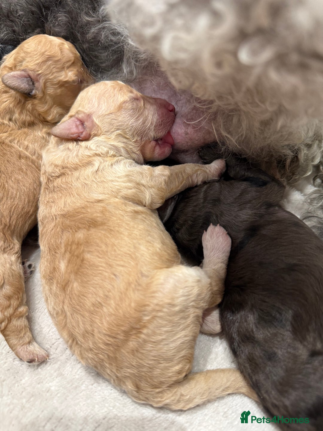 Toy Poodle dogs for sale: Adorable Toy Poodle Puppies  - Image 11