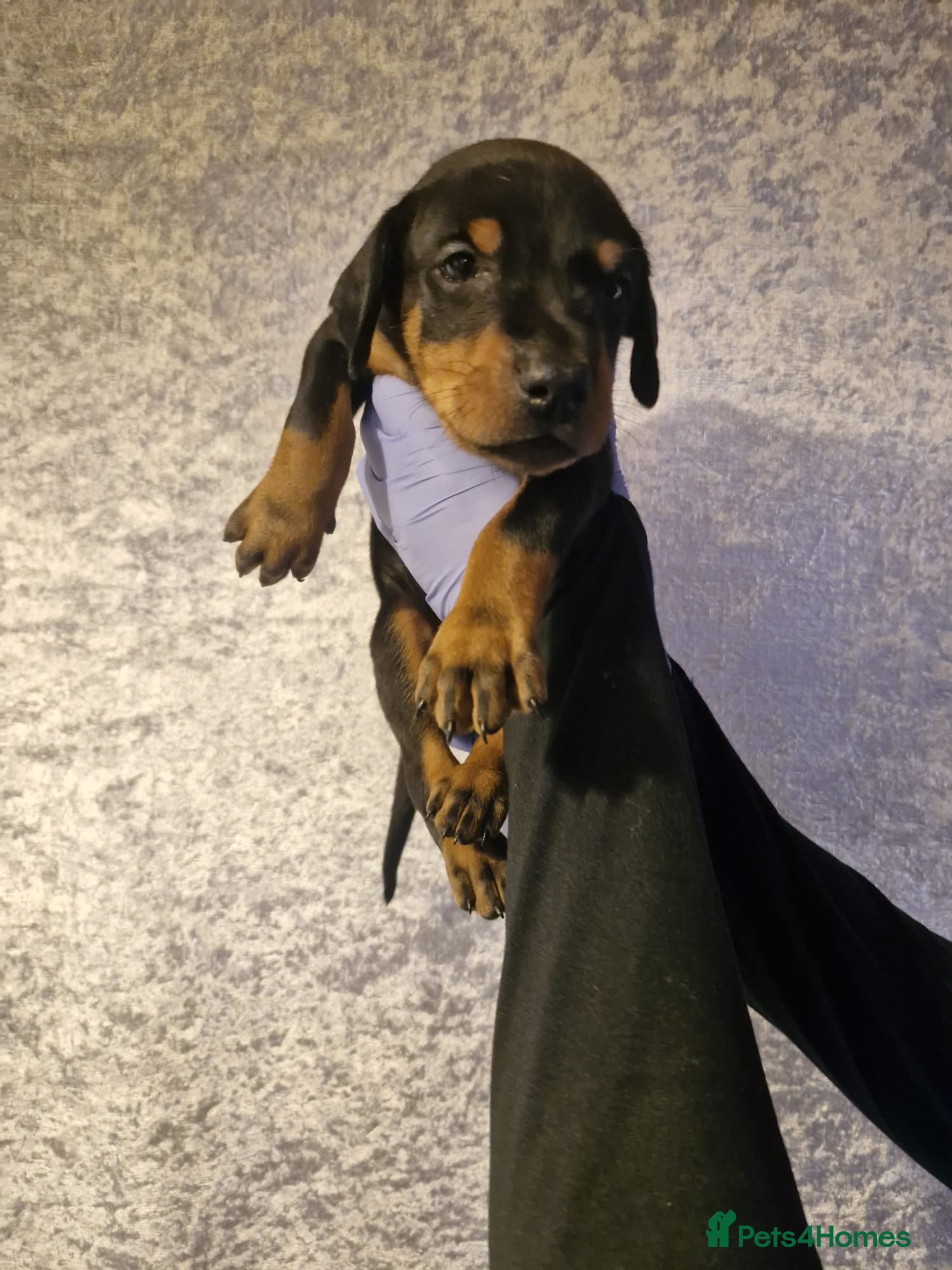 Dobermann dogs ⭐️⭐️⭐️⭐️⭐️ KC Reg European Dobermann puppies - Advert 3