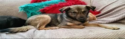 Mixed Breed dogs for adoption: Margot for adoption - Advert 3
