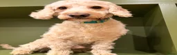 Cockapoo dogs for sale: Male Cockapoo dog looking for his forever home - Advert 3