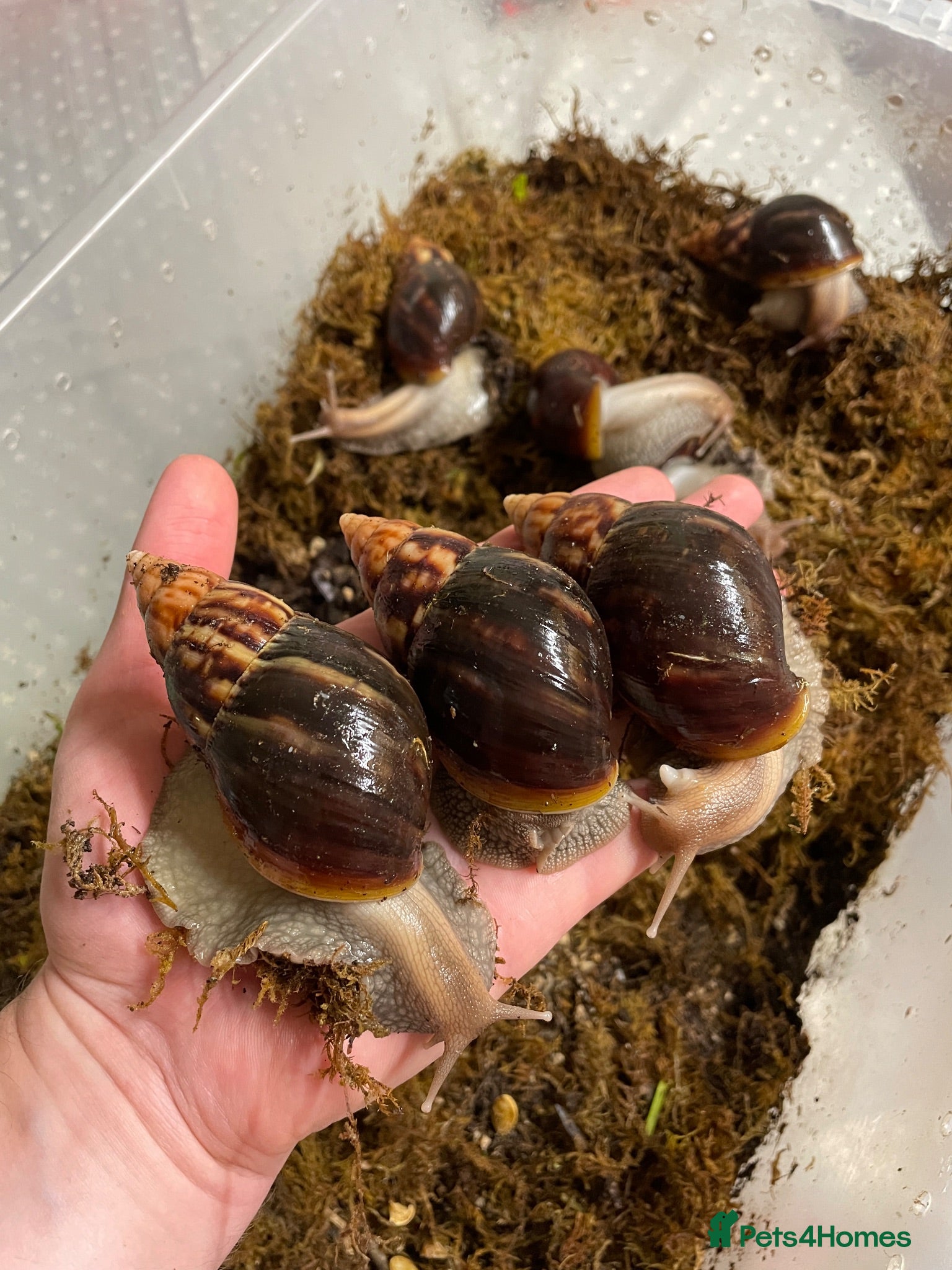 Snails invertebrates Giant African Snails for sale! - Advert 1