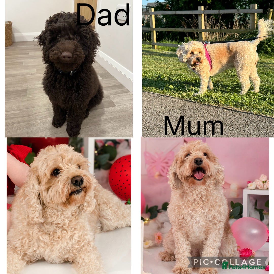 Mixed Breed dogs for sale: 3 Puppies Available Cavapoo / Cockapoo puppies  - Image 13