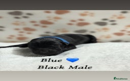 Labrador Retriever dogs for sale: Labrador puppies  - Image 11