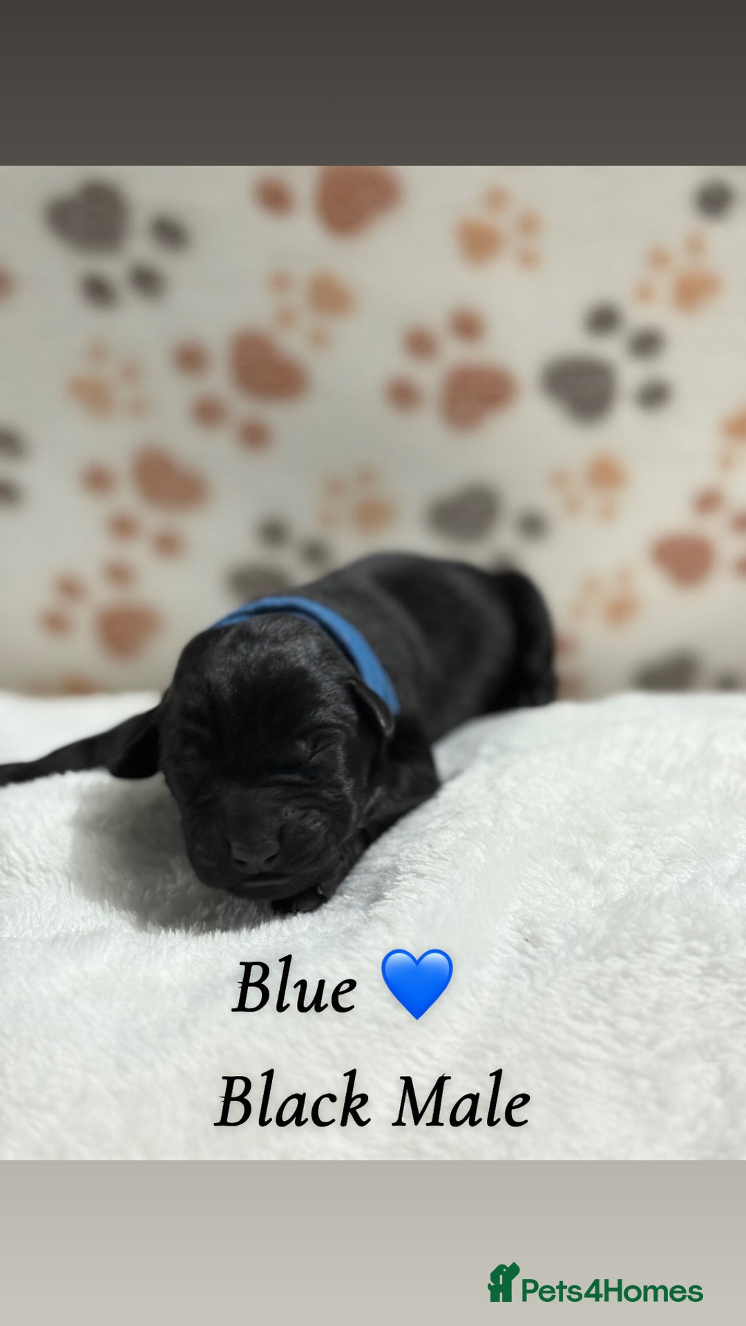 Labrador Retriever dogs for sale: Labrador puppies  - Image 11