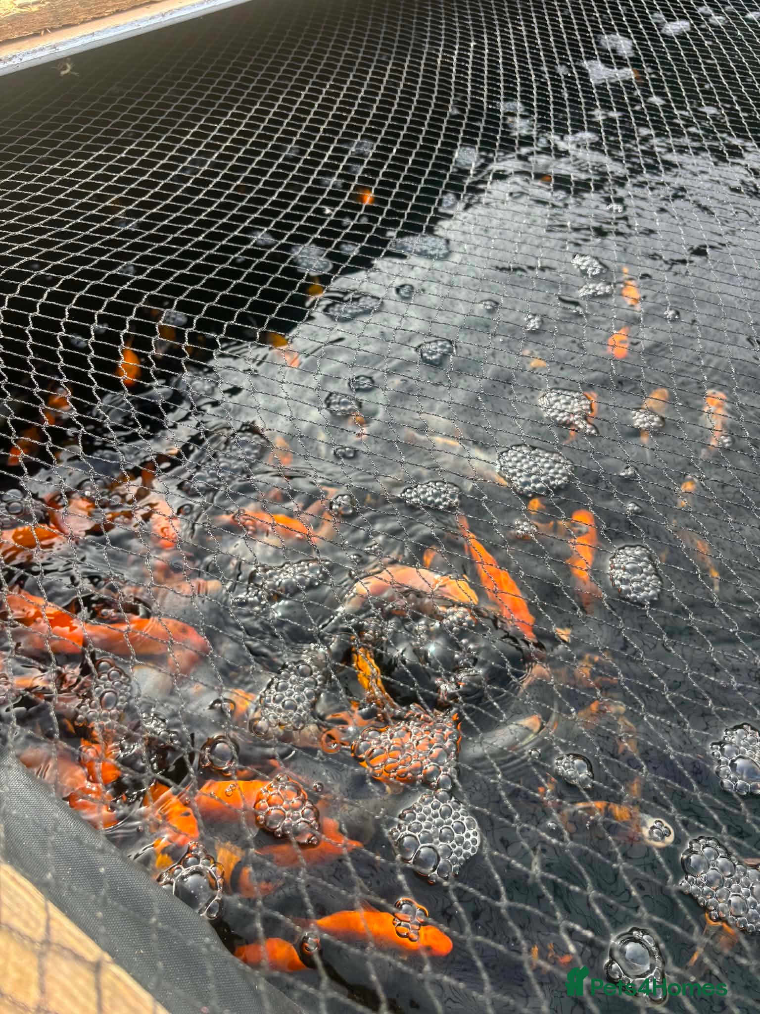 Koi Carp fish Koi carp - Advert 1