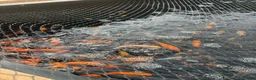 Koi Carp fish for sale: Koi carp - Advert 1