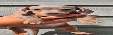 Miniature Dachshund 6