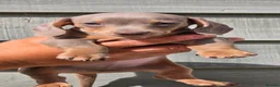 Miniature Dachshund dogs for sale: Long haired miniature dachshunds - Advert 19