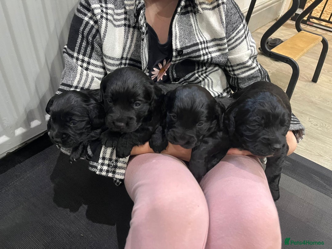 Cocker Spaniel dogs for sale: Working cocker spaniels - Advert 7