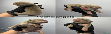 michelangelo