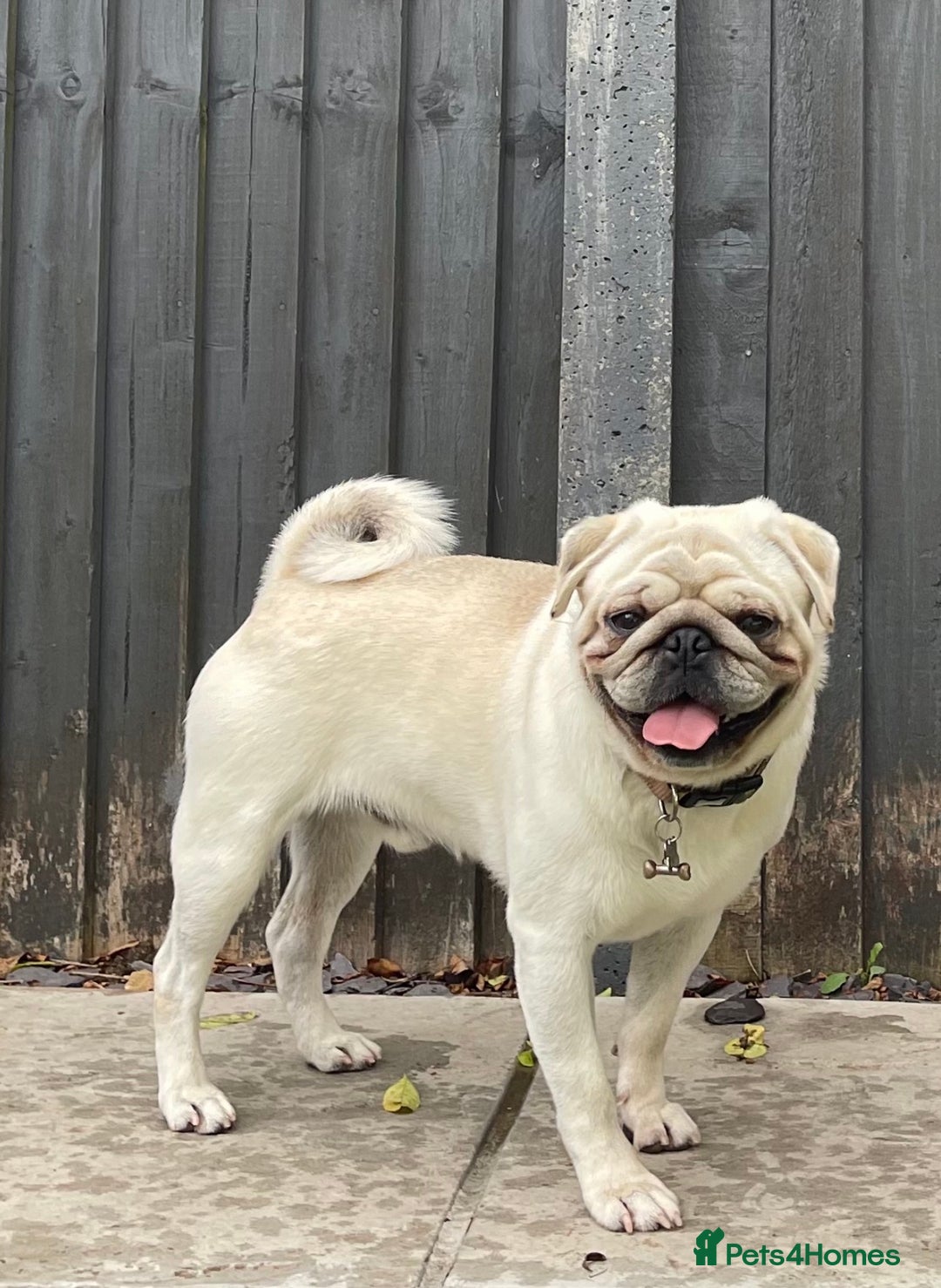 Mixed Breed dogs for sale: Rehoming - Chow Chow & two Pugs  - Advert 12
