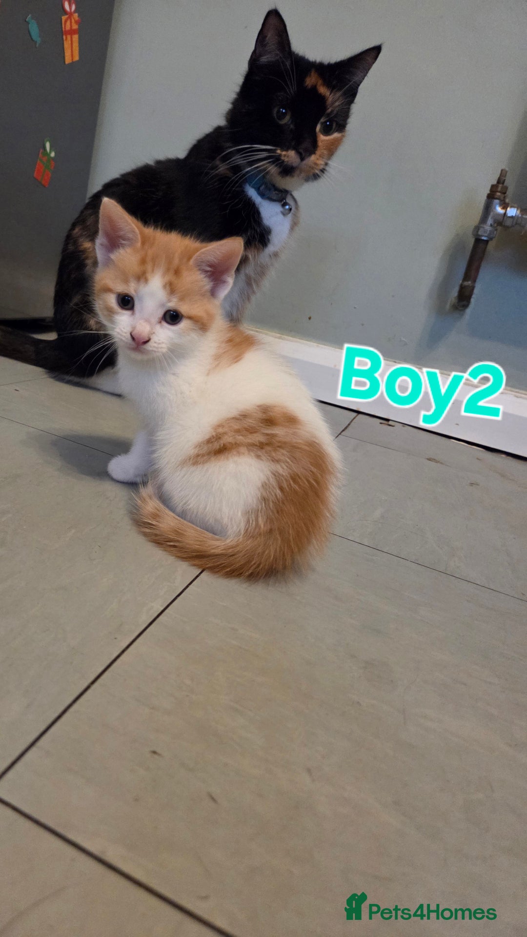 Mixed Breed cats for sale: Three little boys  - Advert 2