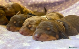 Miniature Dachshund dogs for sale: Sweetest Miniature Dachshund Pups - Image 6