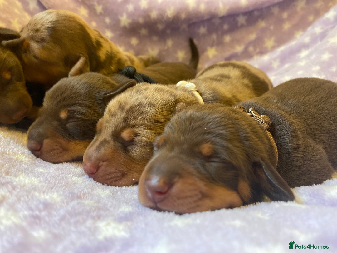 Miniature Dachshund dogs for sale: Sweetest Miniature Dachshund Pups - Image 6