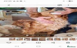 Golden Retriever dogs for sale: Golden Retreiver Puppies  - Image 1