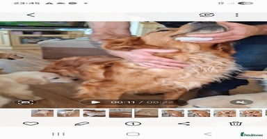 Golden Retriever dogs - Advert 4