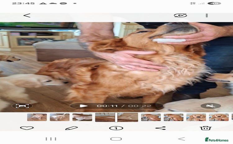 Golden Retriever dogs - Advert 1