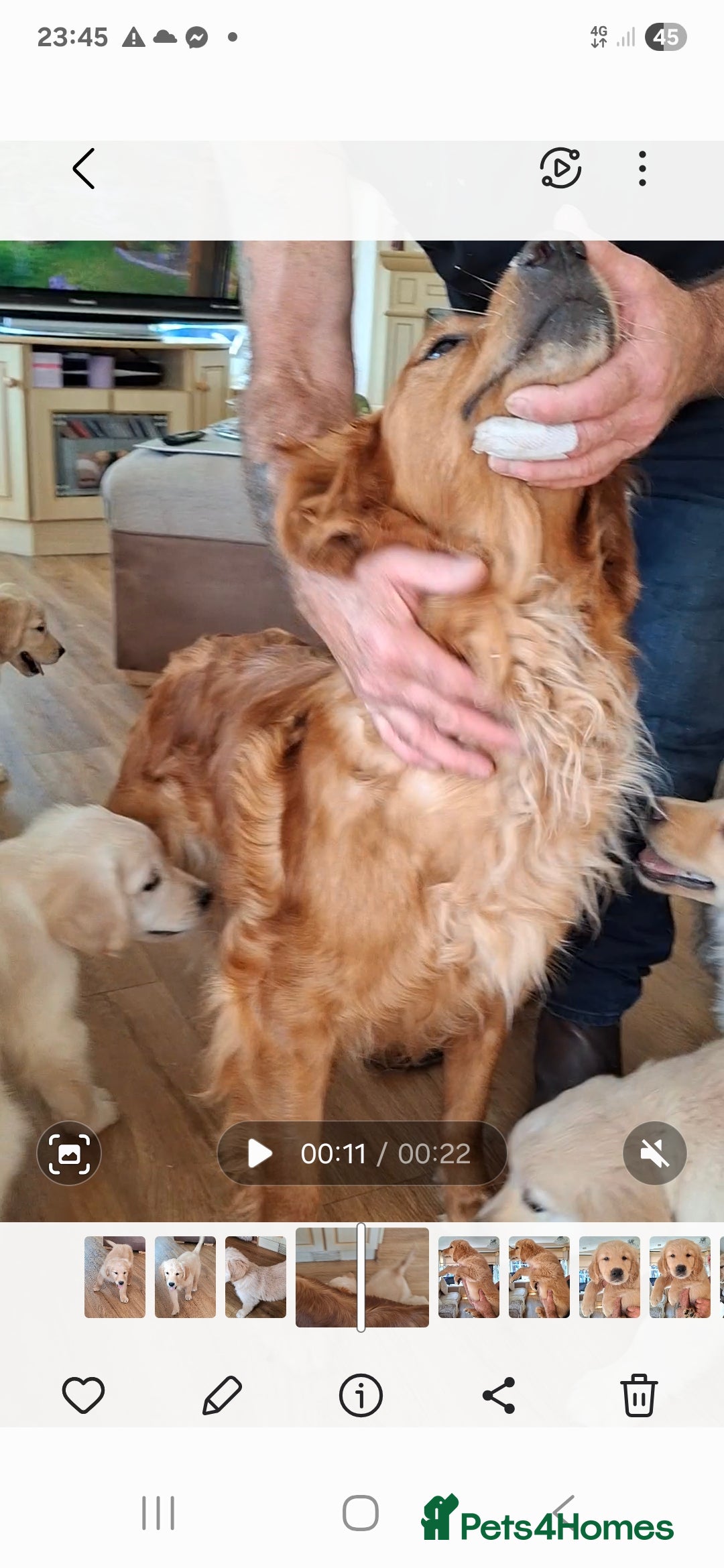 Golden Retriever dogs for sale: Golden Retreiver Puppies  - Image 1