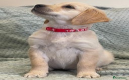 Golden Retriever dogs for sale: Quality Litter Of KC Reg Golden Retriever Puppies  - Image 27