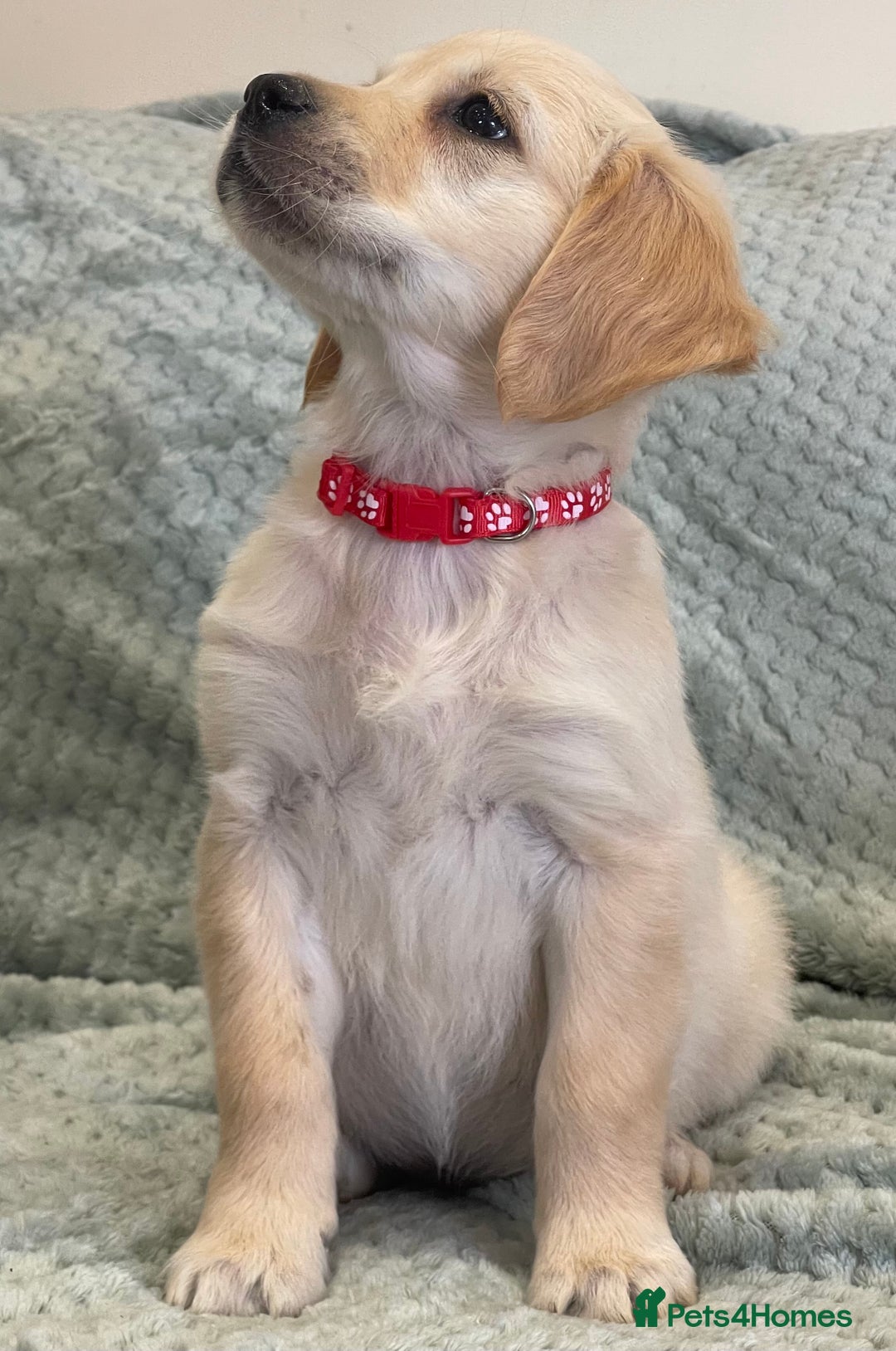 Golden Retriever dogs for sale: Quality Litter Of KC Reg Golden Retriever Puppies  - Image 27