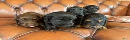 Cocker Spaniel dogs for sale: Working Cocker Spaniel Puppies  - Advert 15