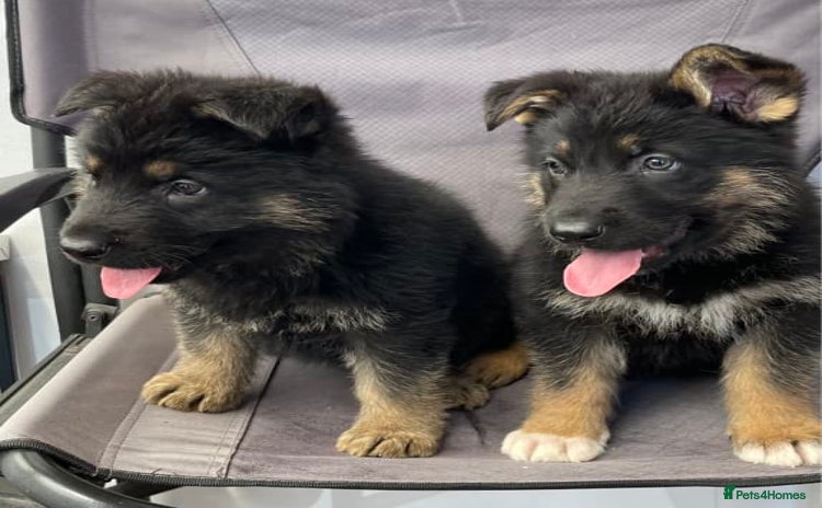 German Shepherd dogs - Advert 3