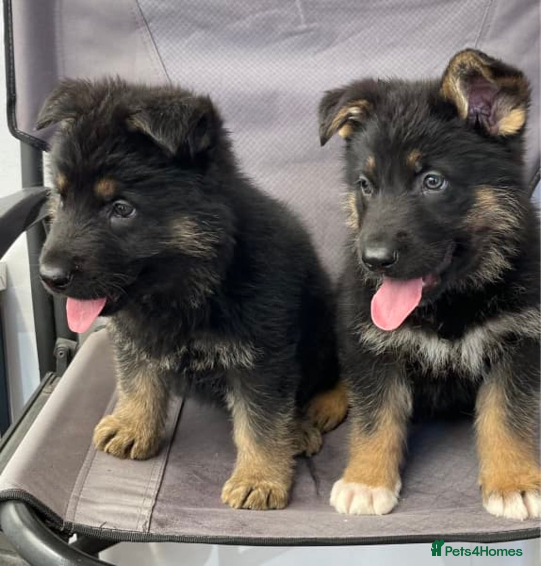 German Shepherd dogs for sale: Pedigree German Shepherd puppies  - Image 1
